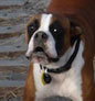 Boxer