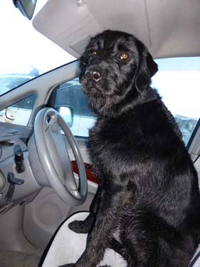 Dog steering