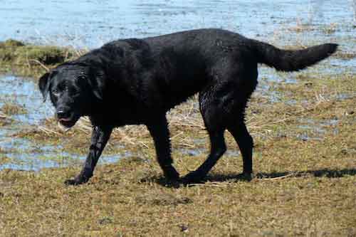 Kora- Rehome in Christchurch