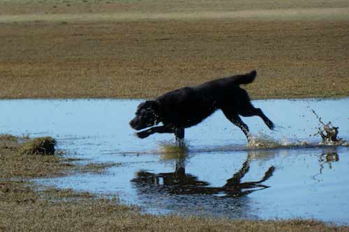 Kora- Rehome dog in Christchurch