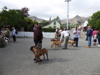 p1010683  Dogs outside of the tram