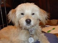 2015- Homestay Dogs