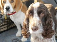 2016- Homestay Dogs