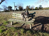 Max on bench 800